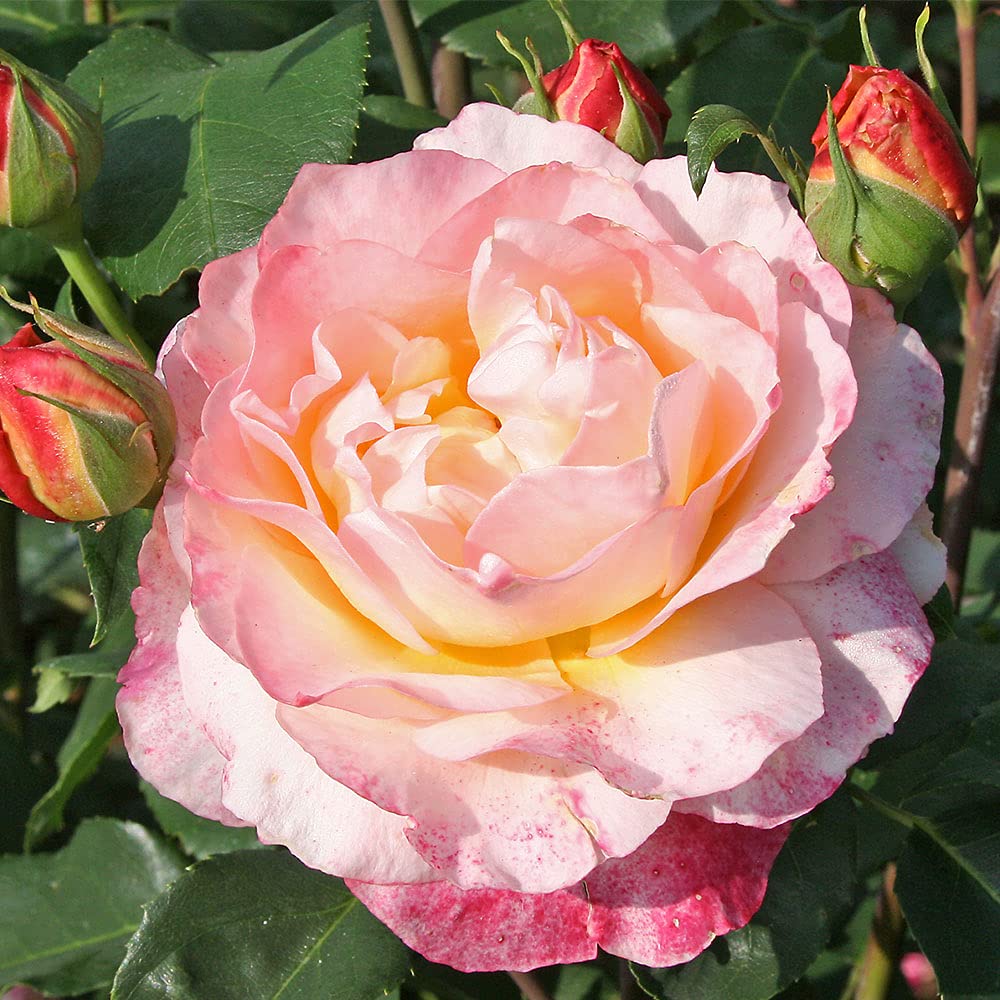 Amazon.com : Heirloom Hybrid Tea Roses, Live Own Root Plant for